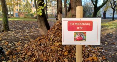 Skradziono domki dla jeży!